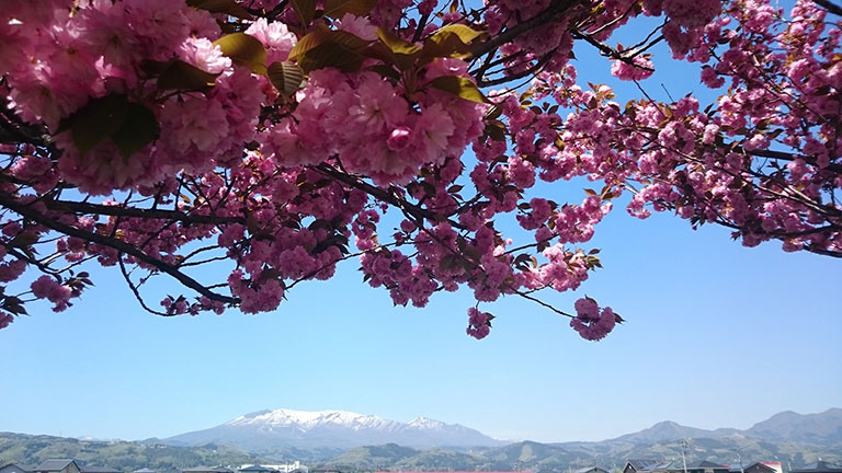 桃・梨の花見